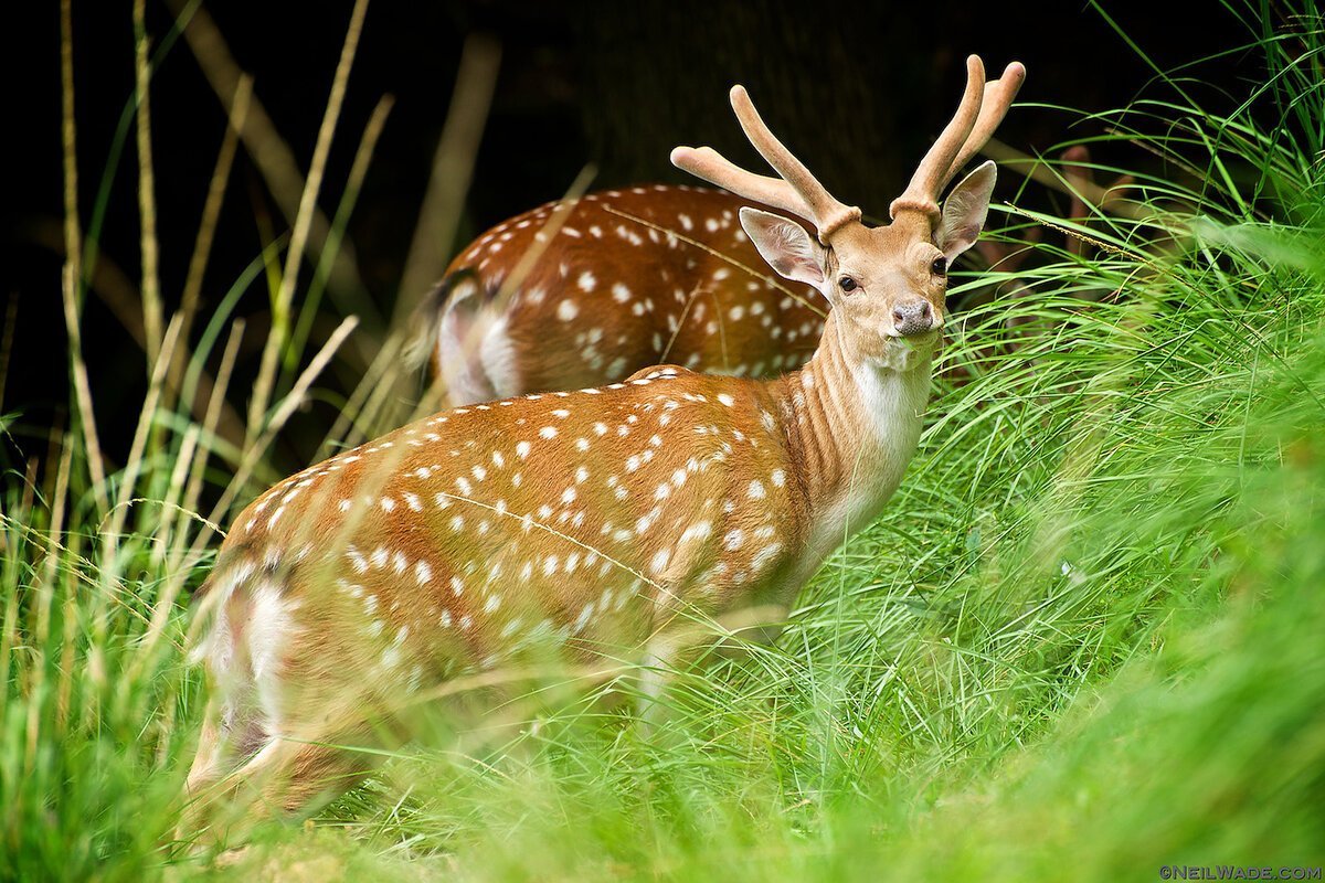 Уссурийский заповедник пятнистый олень