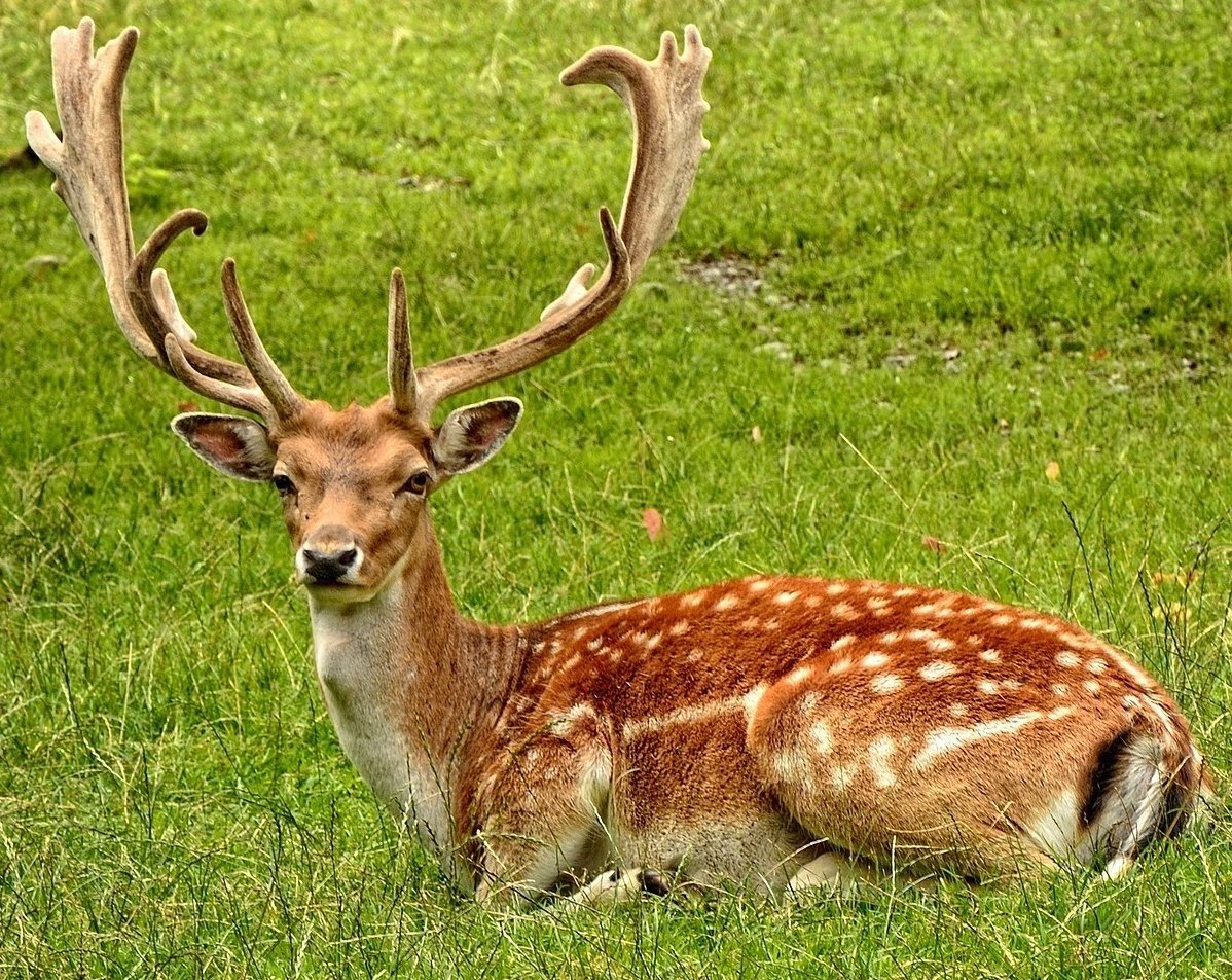 Маньчжурский пятнистый олень