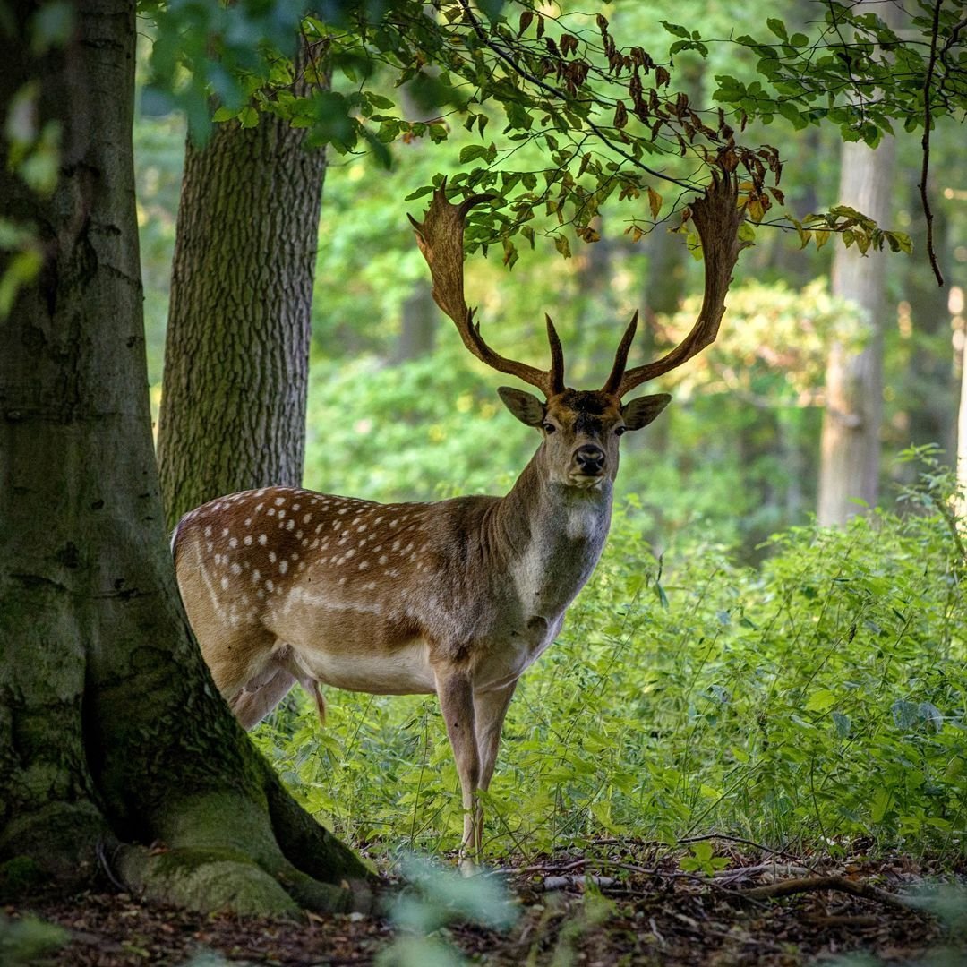 Благородный пятнистый олень