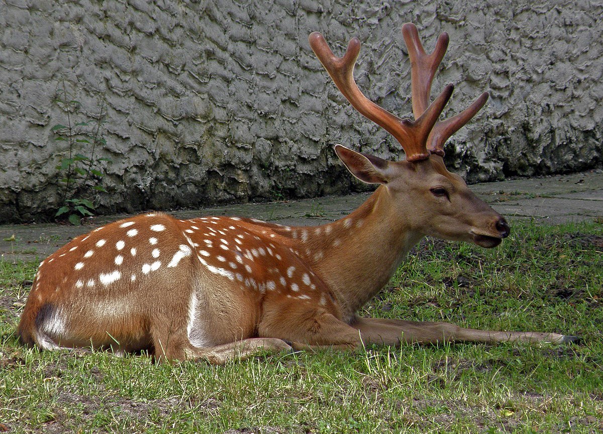Филиппинский пятнистый олень (Cervus alfredi)
