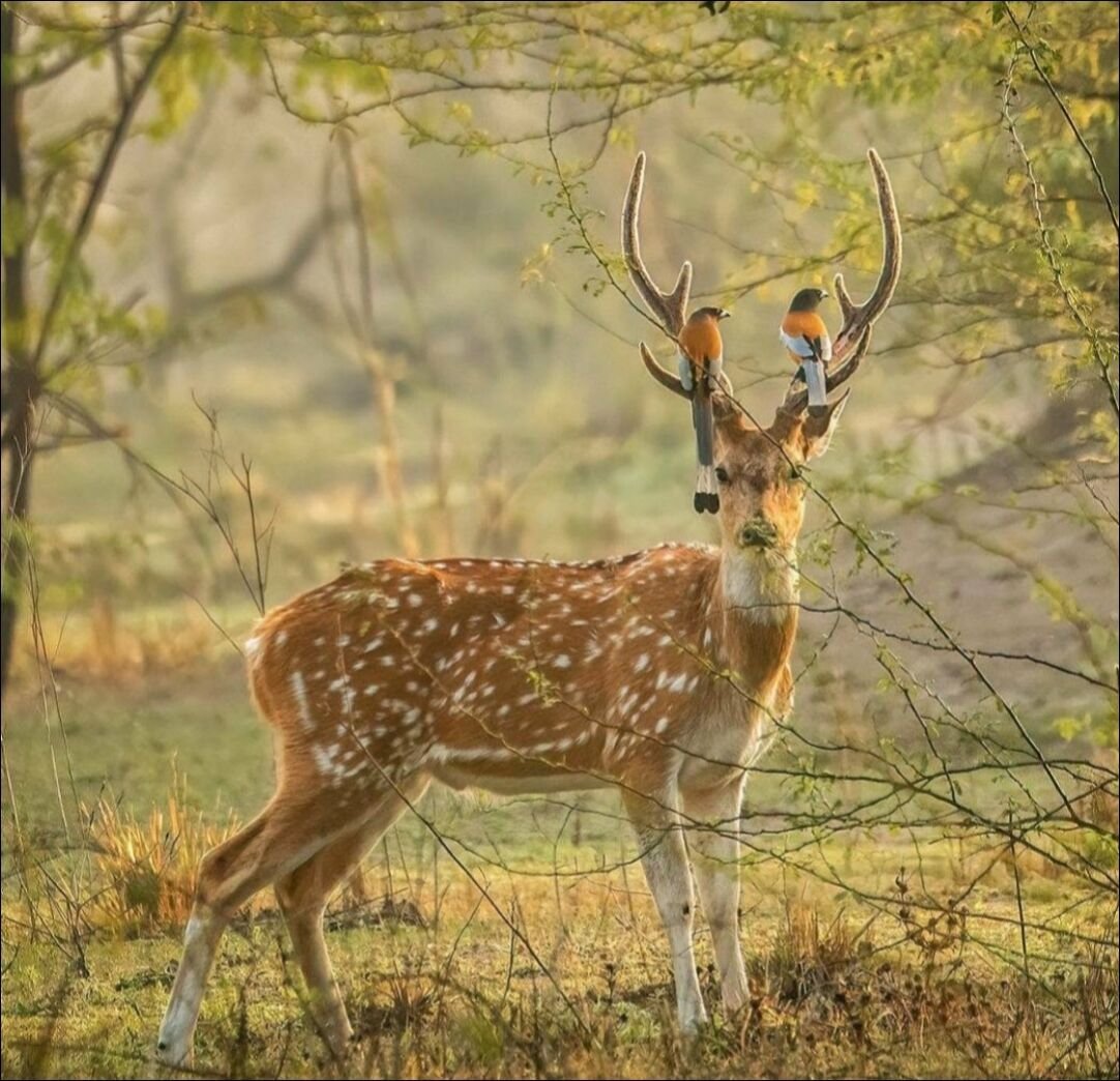 Spotted Deer
