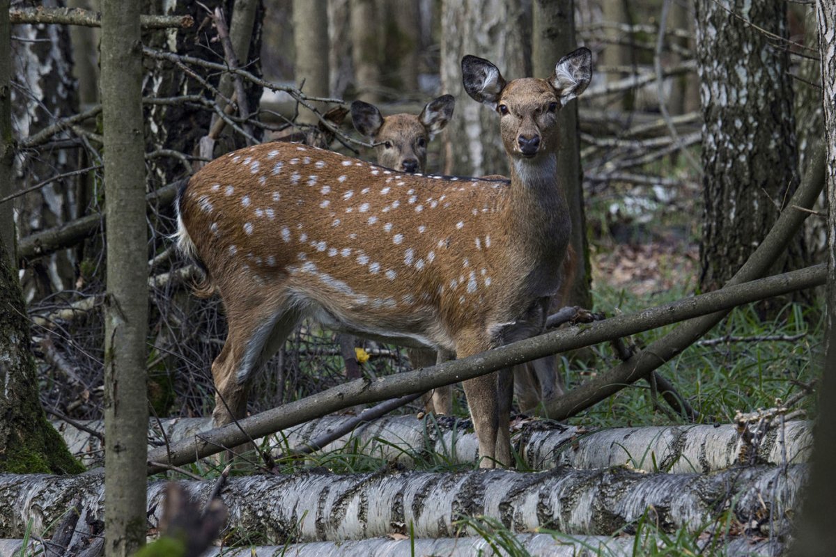 Пятнистый олень самка