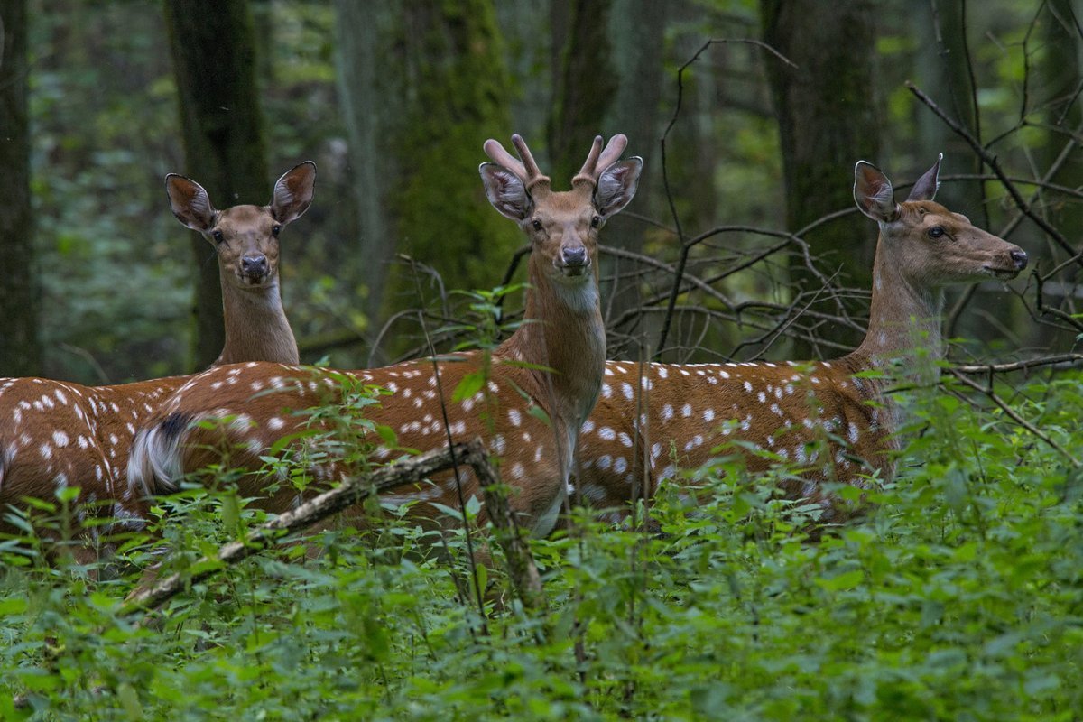 Ильменский заповедник пятнистый олень