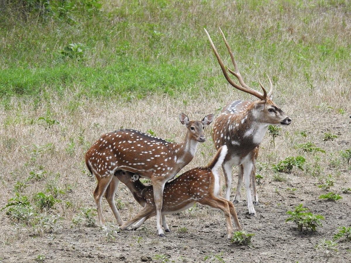 Олень Аксис самка