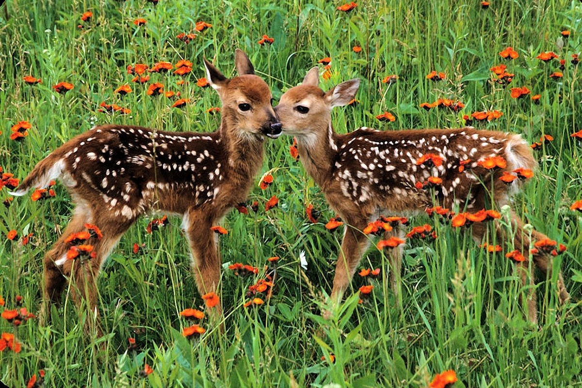 Рыжий Олененок