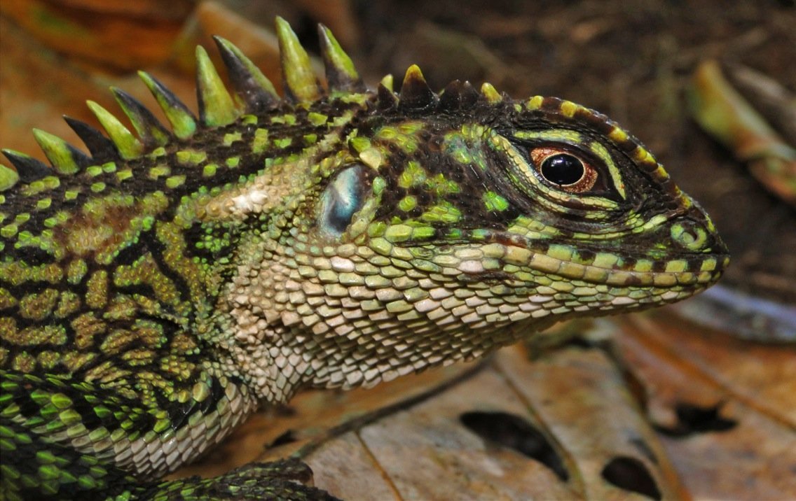 Рогатая игуана