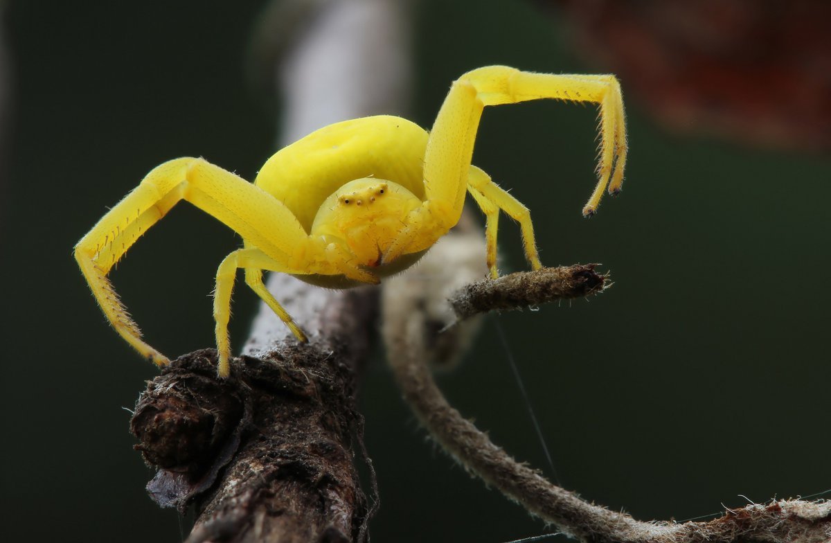 Паук бокоход желтый