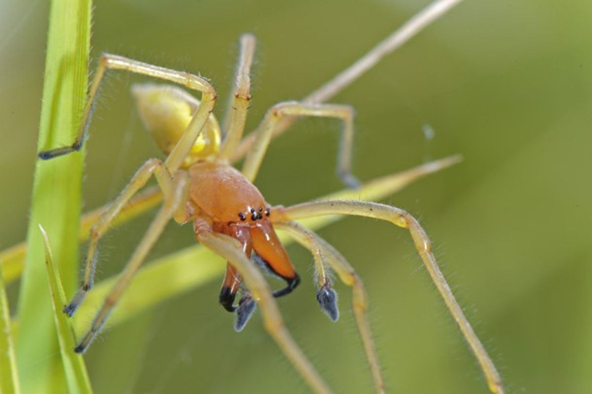 Желтосумный паук - 78 фото
