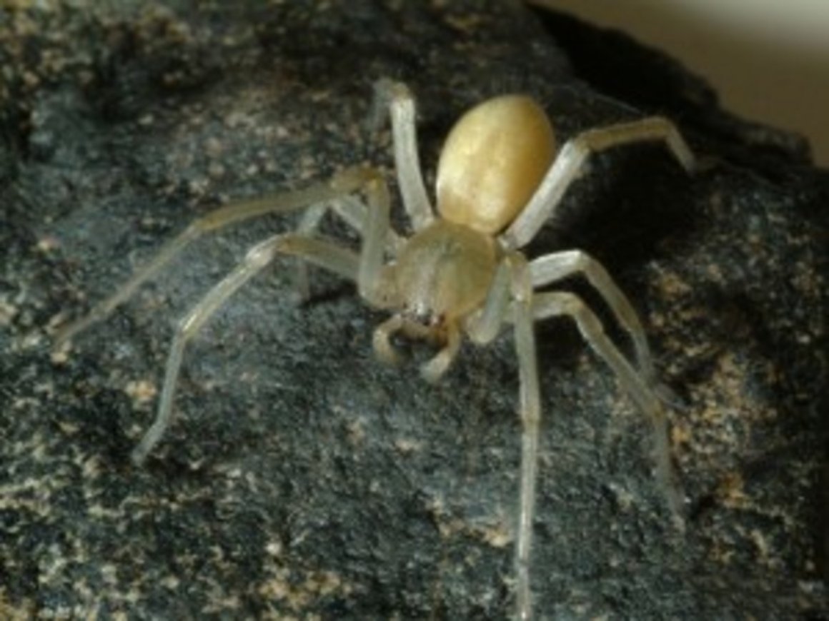 Жёлтый паук мешкопряд