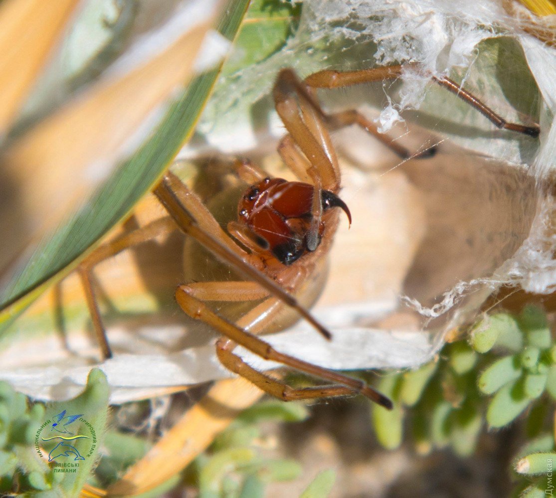 Колющий желтосумый паук