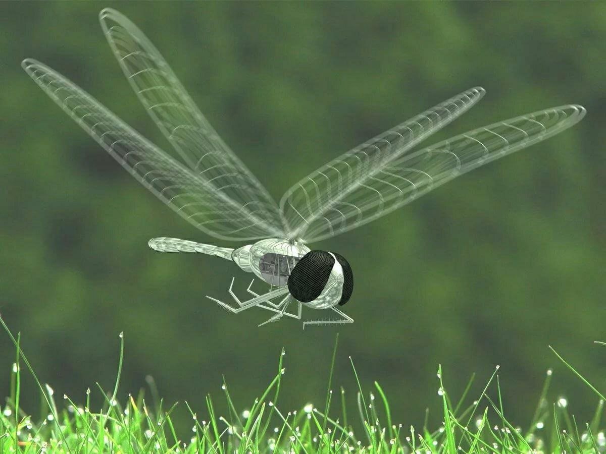 Стрекоза в полёте