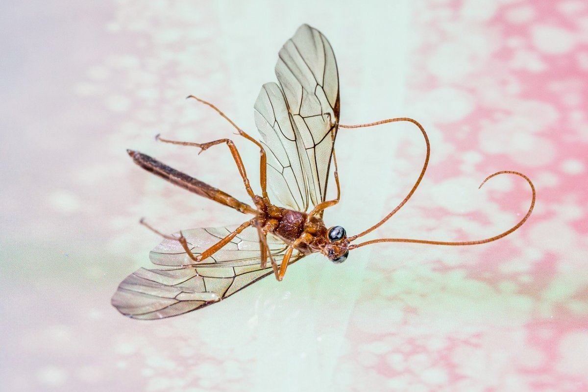 Муха с прозрачными крыльями