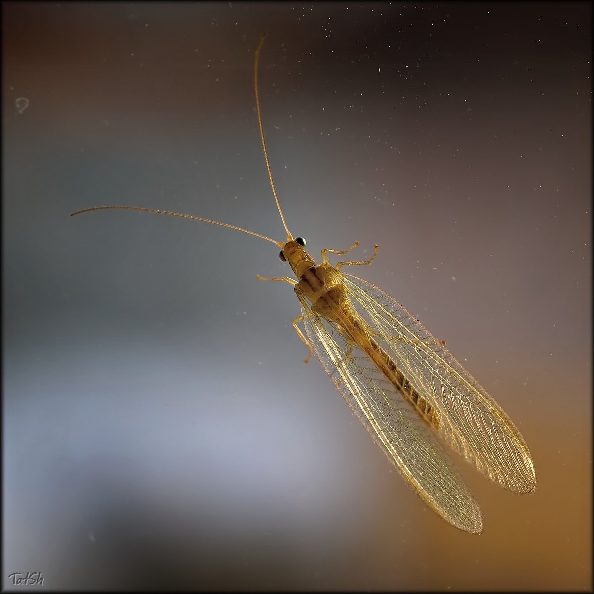 Муха златоглазка