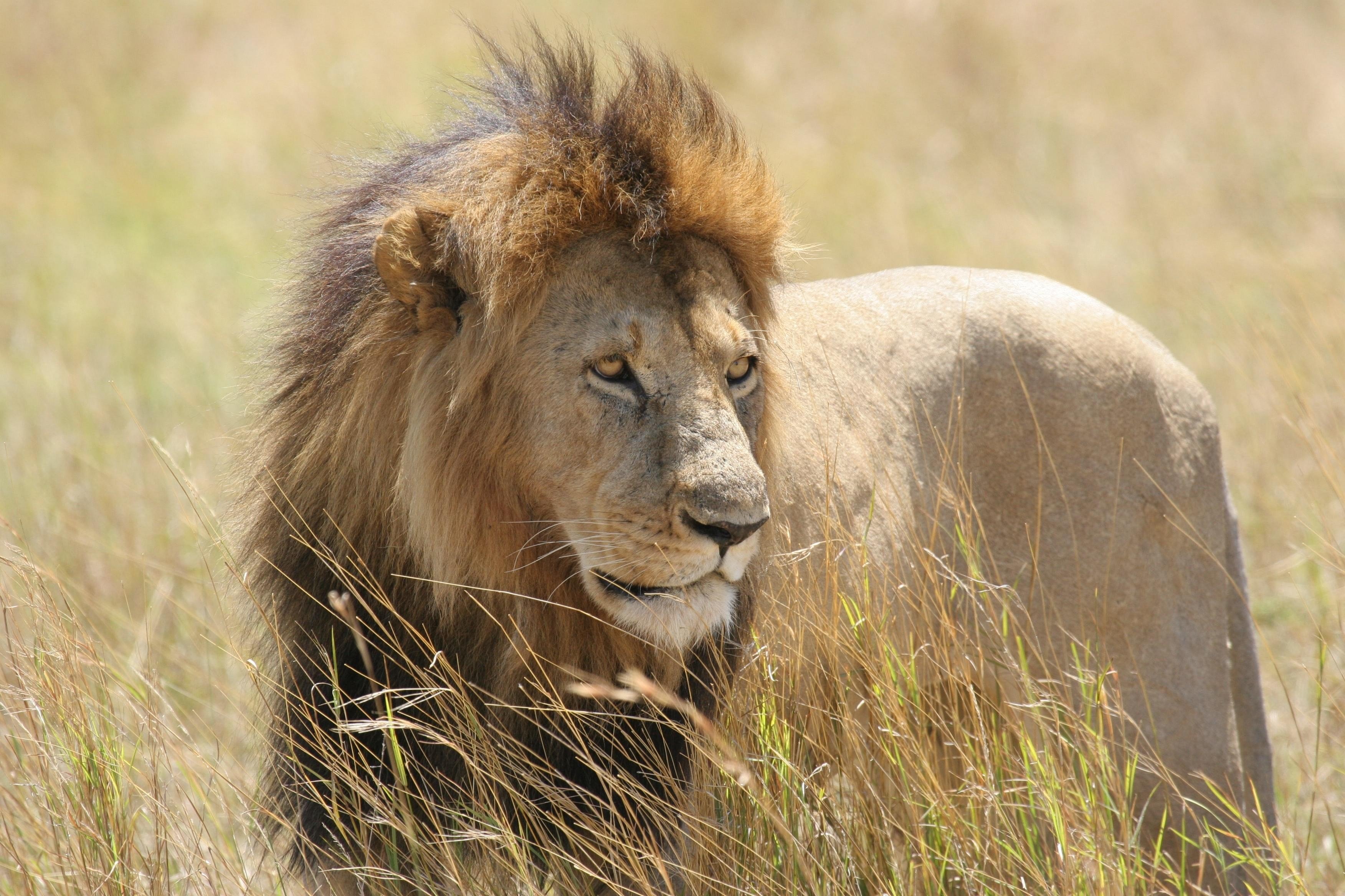Сколько живут львы в дикой. Лев. Хищные животные Лев. Самый красивый Лев. Лев хищник.