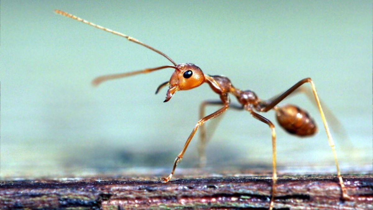 Огненные муравьи