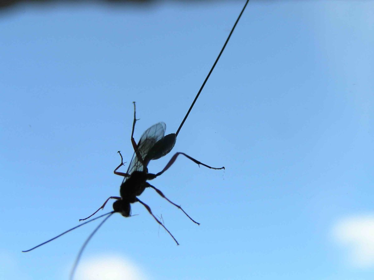 Черное насекомое с длинным жалом