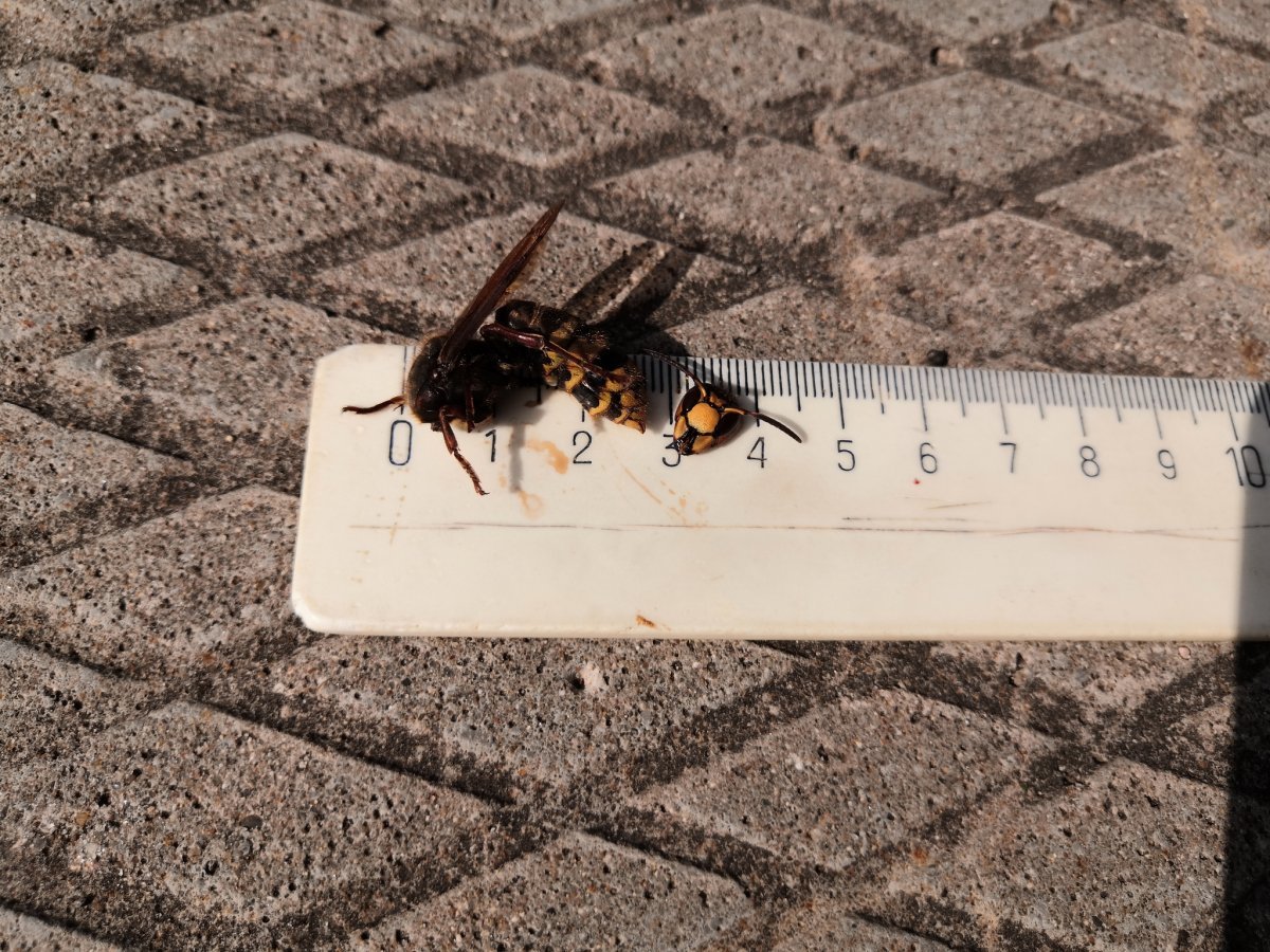 Летающие муравьи Размеры