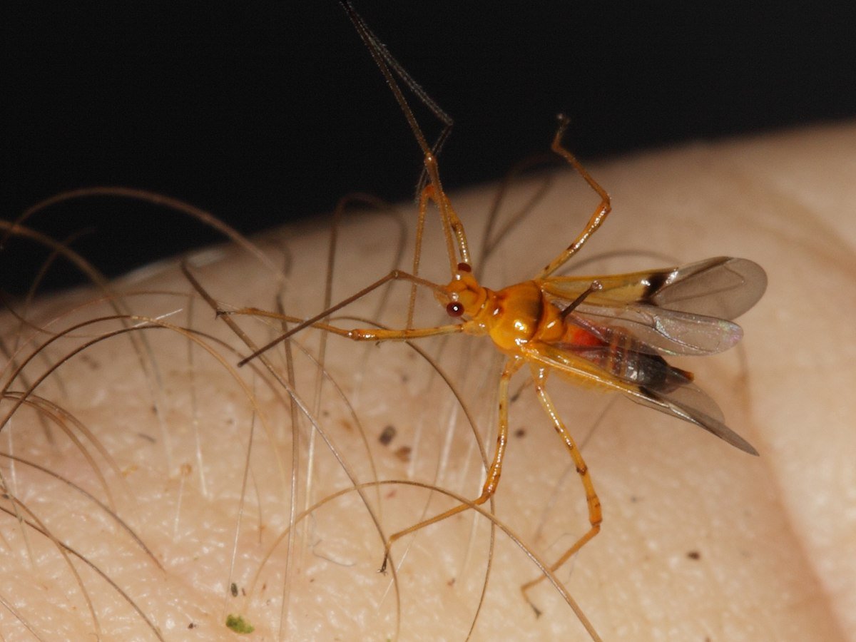 Рыжий комар