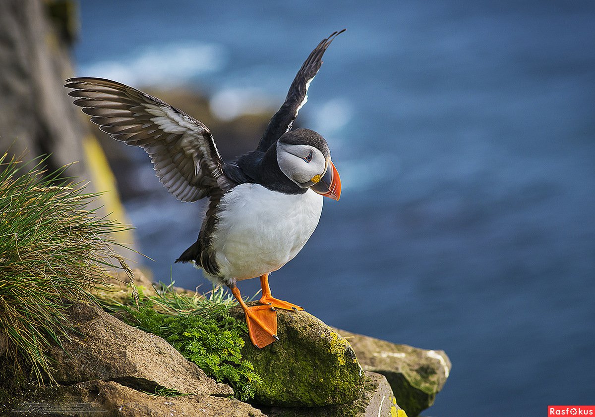 Атлантический тупик