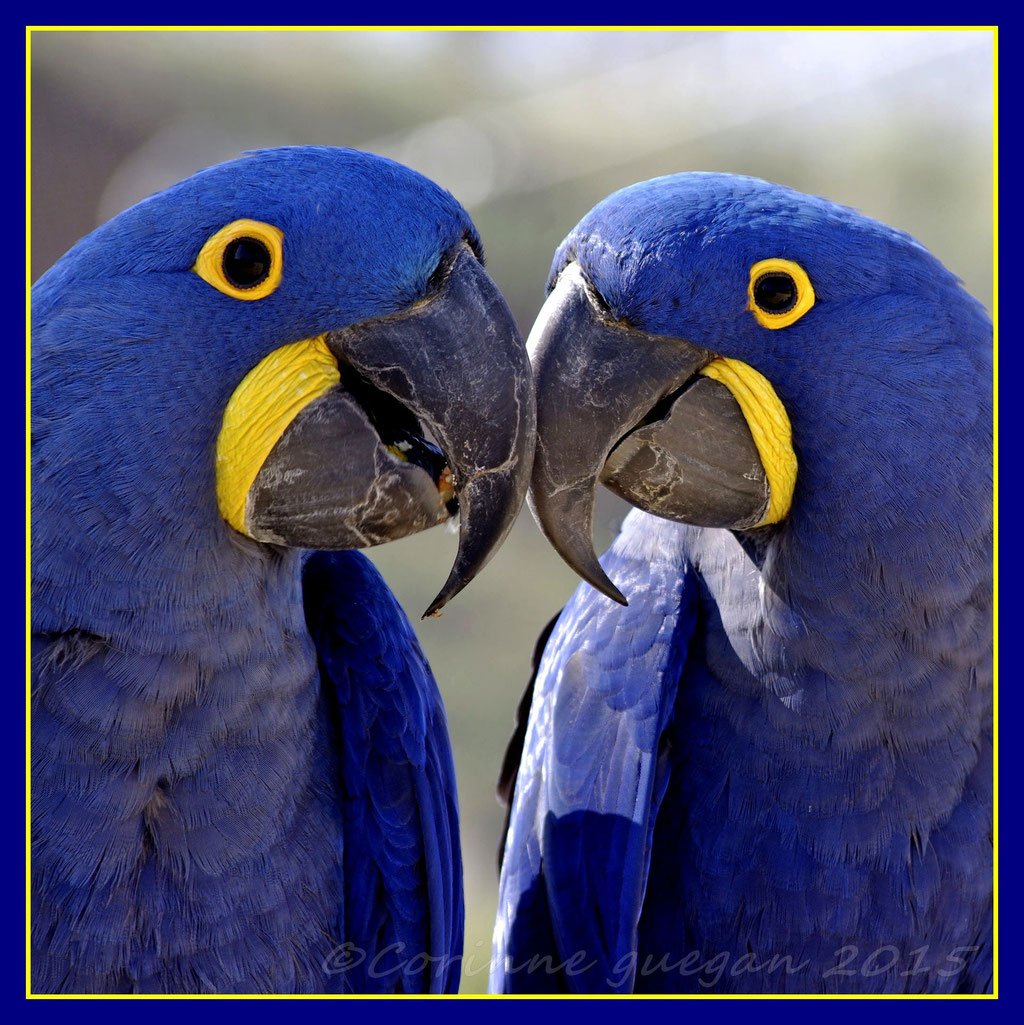 Гиацинтовый ара пара