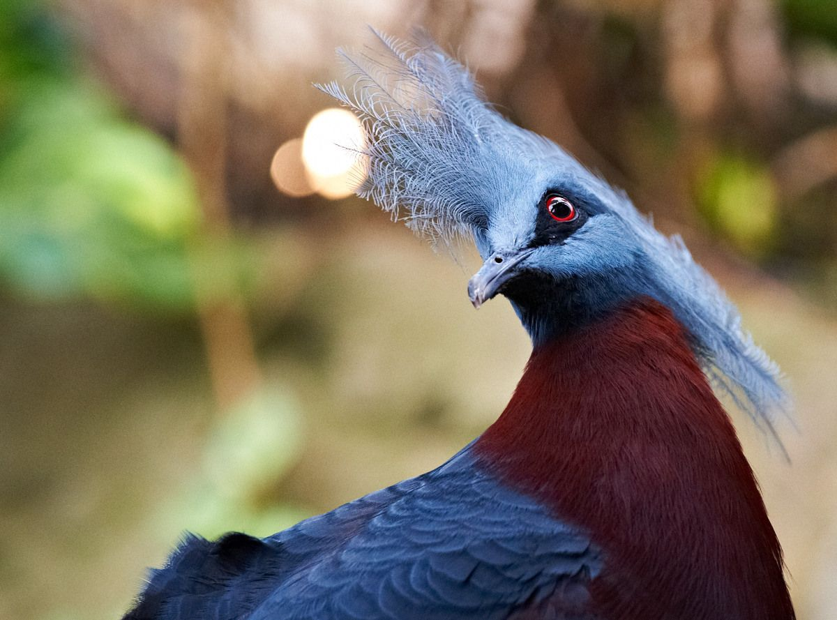 Верееносный весценоснвф голубь