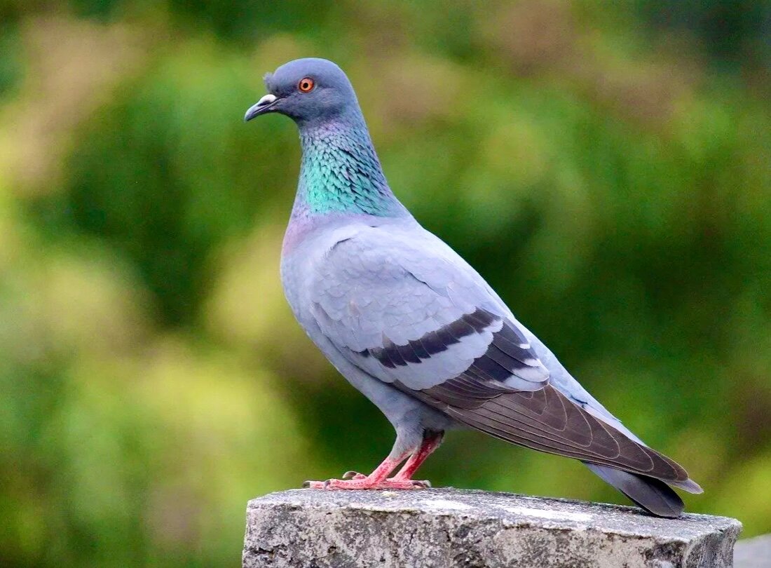 Птичка Горлица