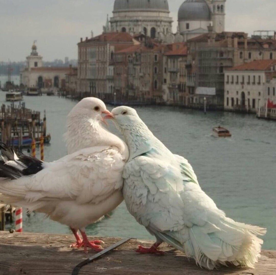 Голубь с голубкой воркуют на крыше