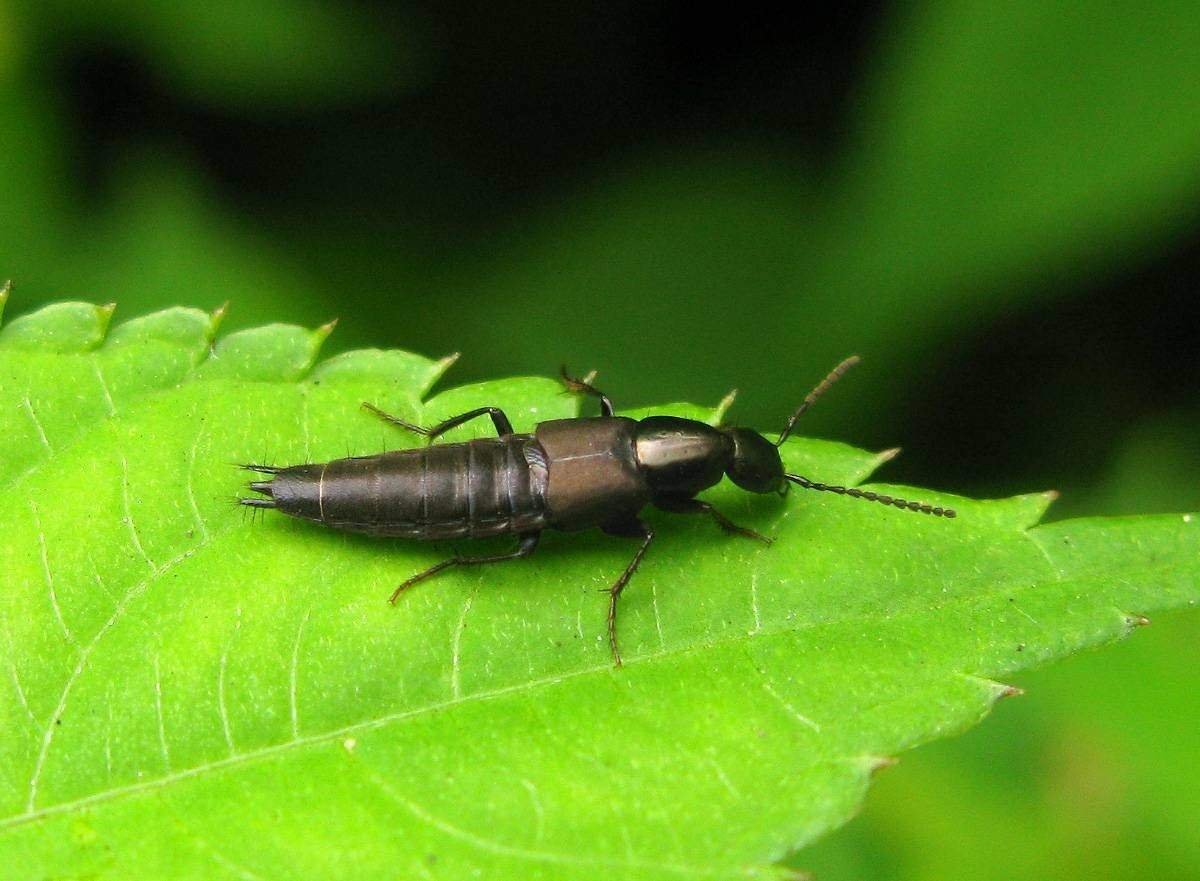 Мокрица двухвостка