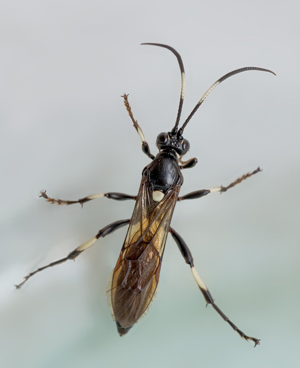 Жало, у насекомых