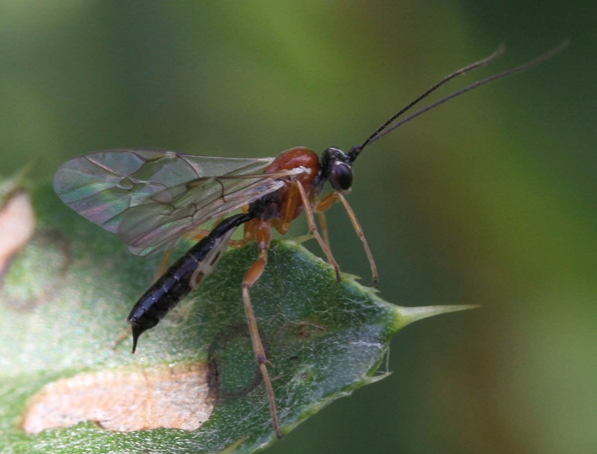 Ихневмониды яйцеклад