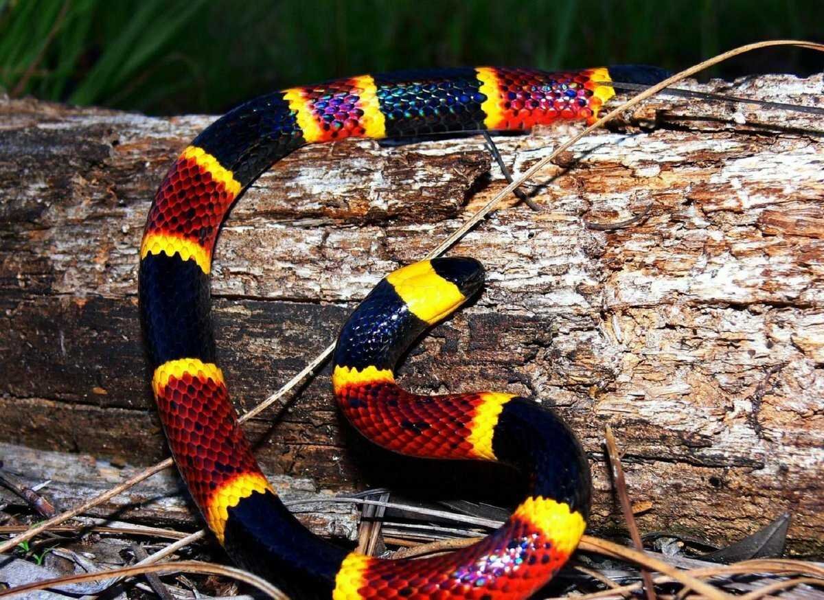 Арлекиновый коралловый Аспид