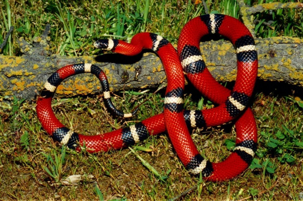 Lampropeltis Triangulum sinaloae