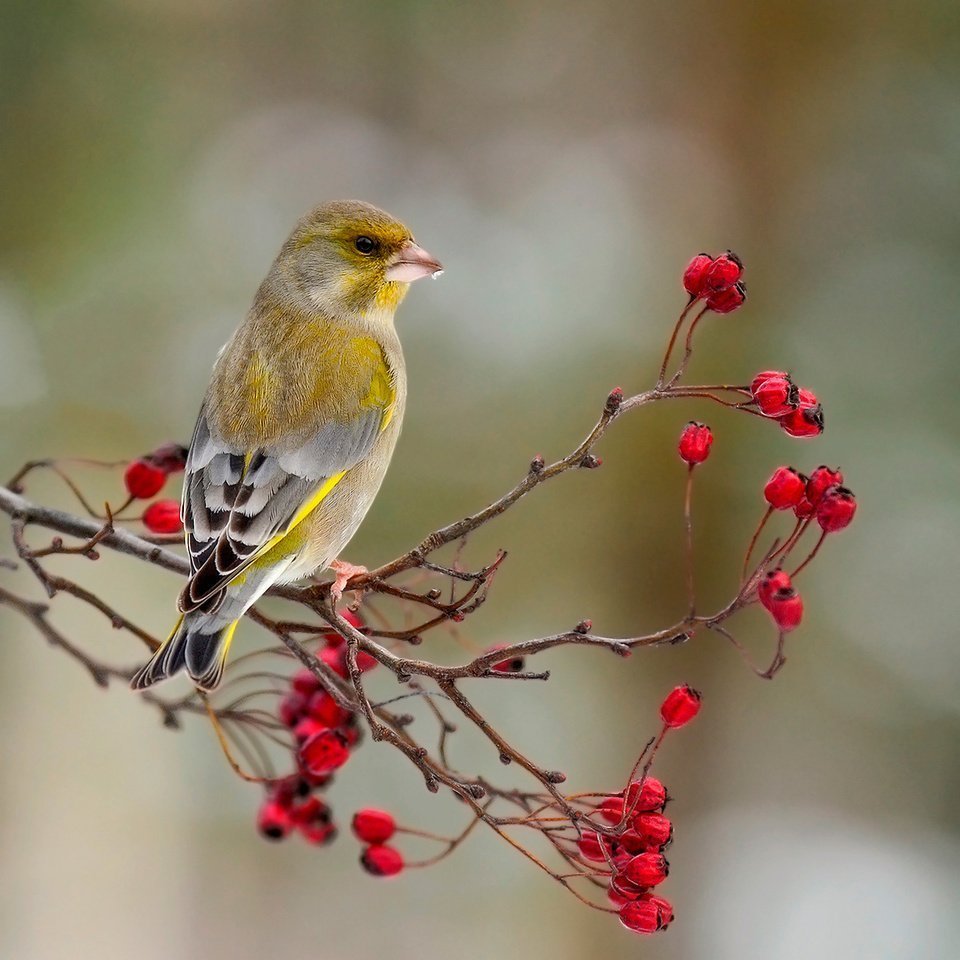 Зеленушка обыкновенная птица