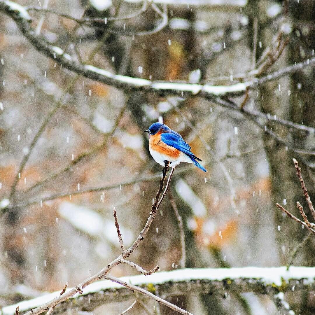 Птицы зимой