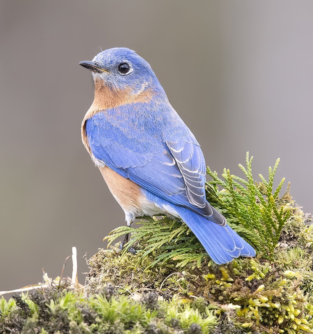 Птичка голубая сиалия