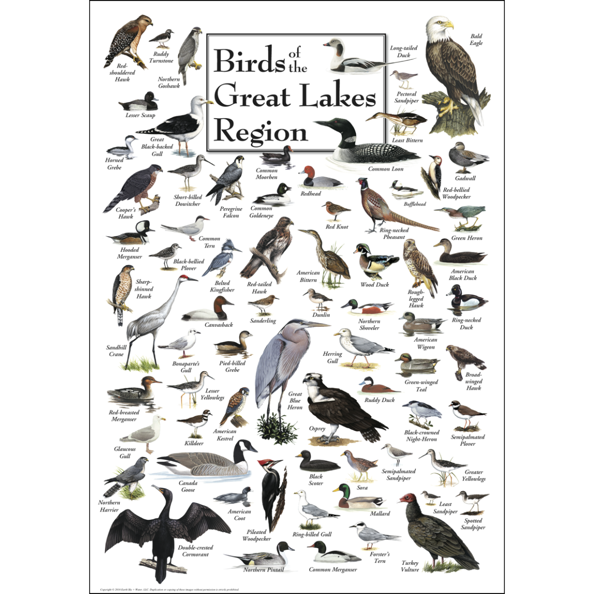 Плакаты (англ) Birds (птицы)