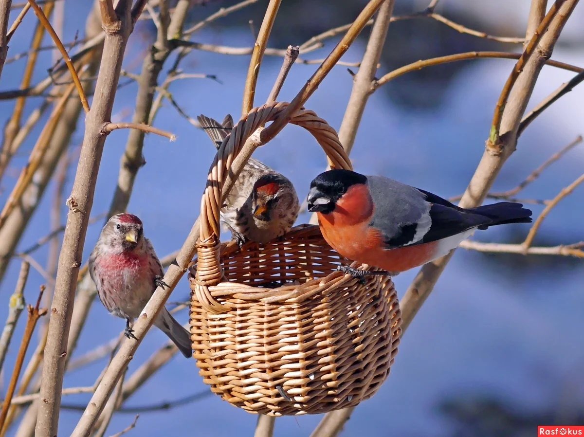 Кормушка для снегирей