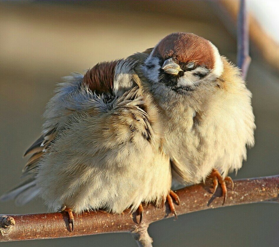 Воробей зимой