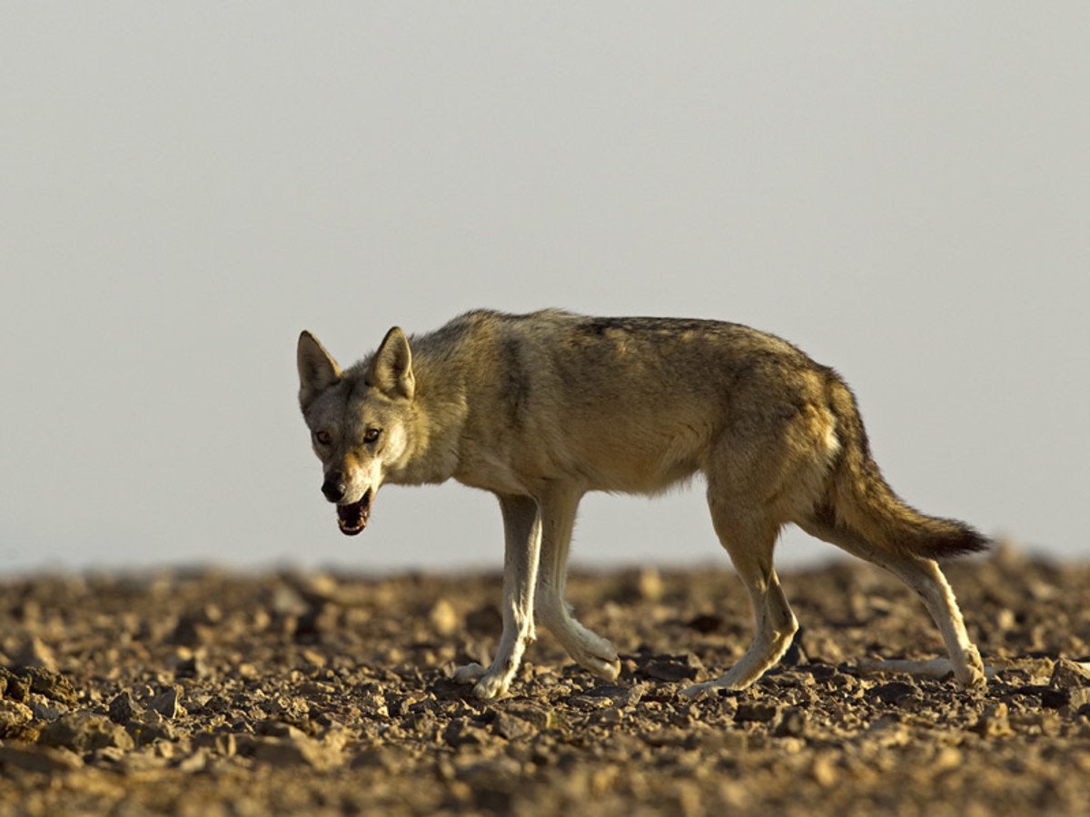 Канис лепофагус