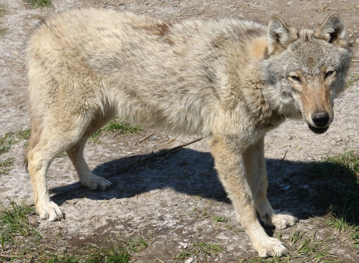 Степной волк Узбекистан