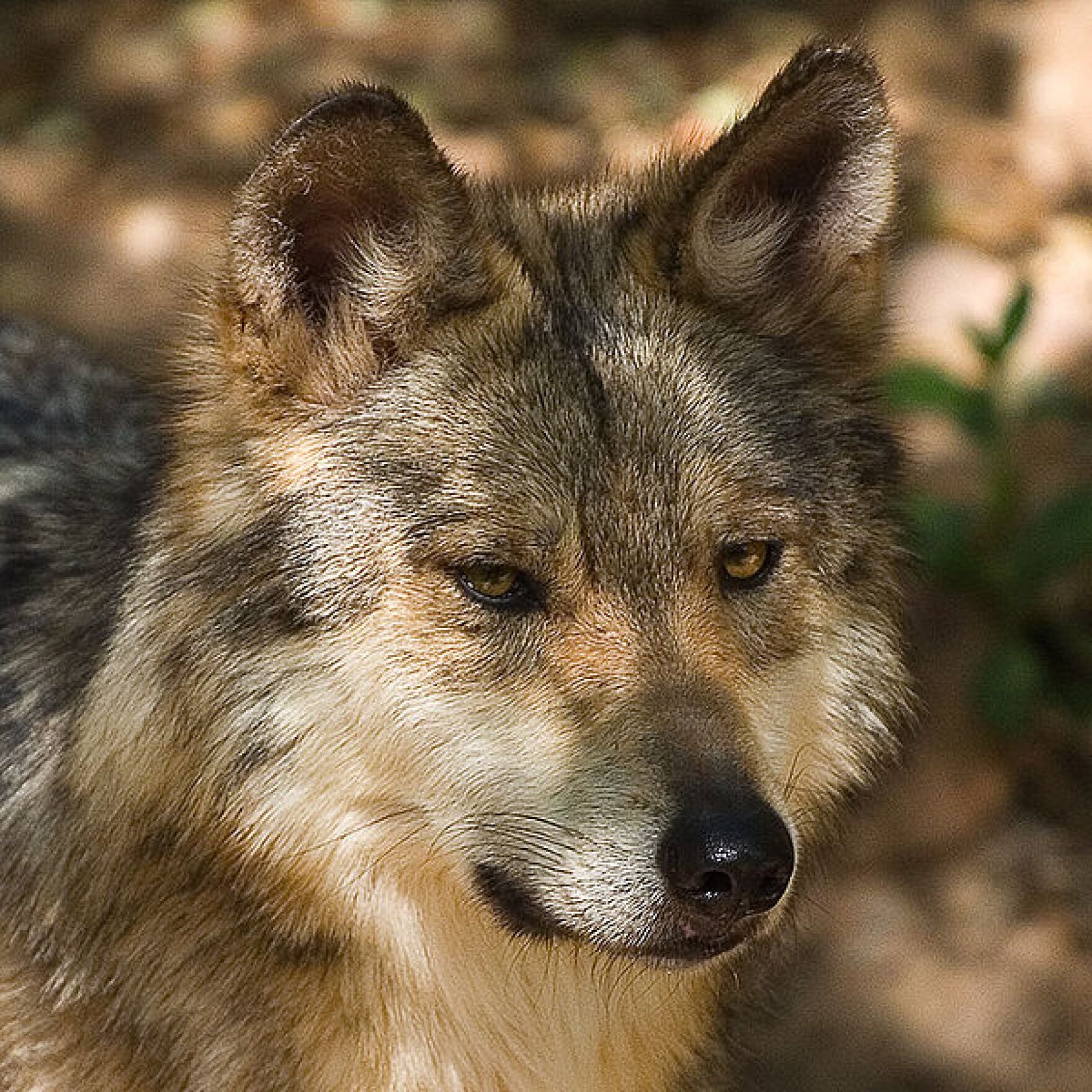 Степные волки 3. Степной волк Казахстана. Степной волк животное. Волк серый. Волк обои.