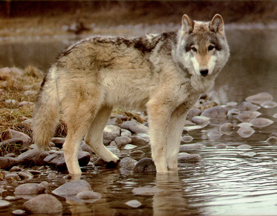 Волки на водопое
