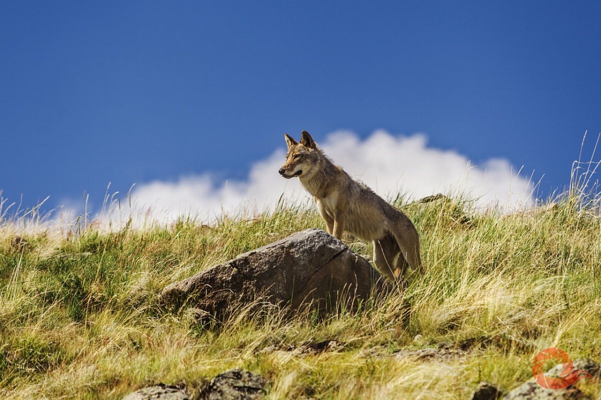 Крымский Степной волк