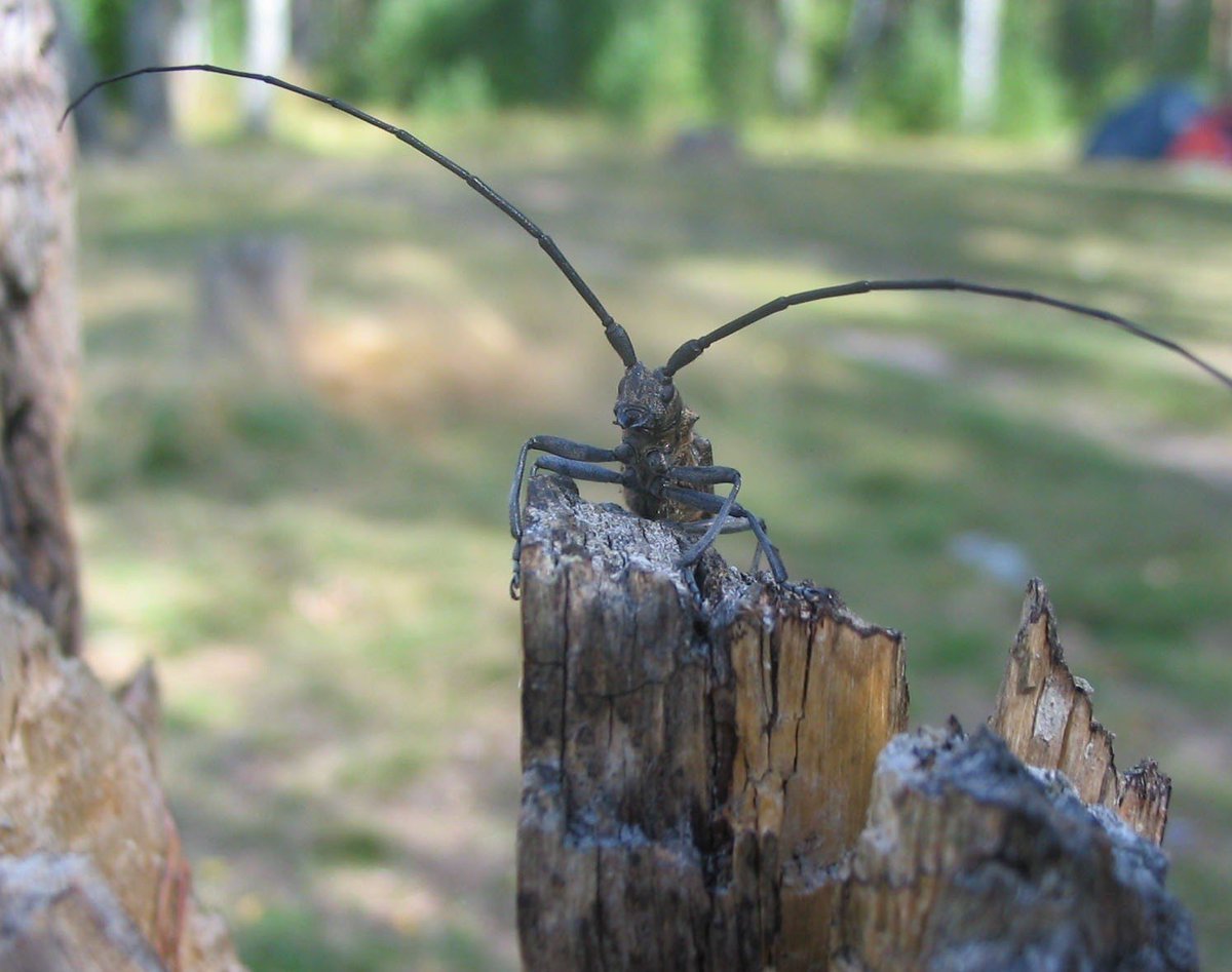 Смешной Жук усач