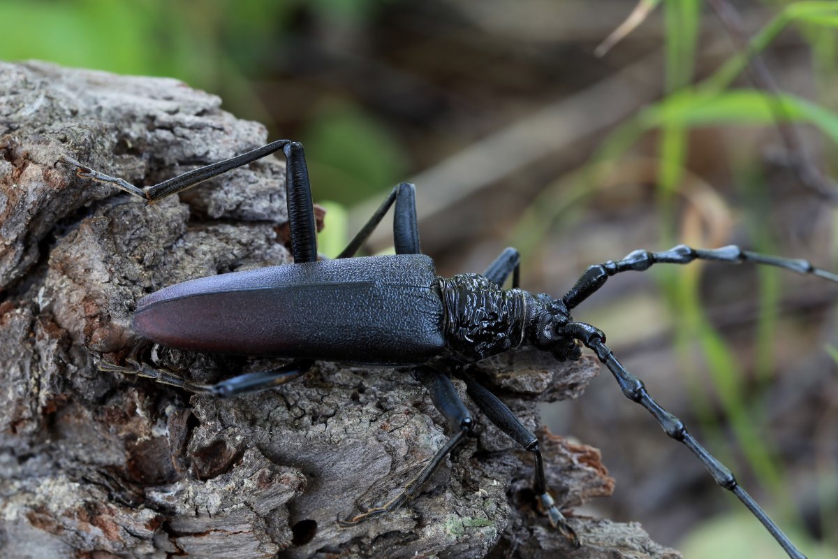 Черный Жук усач