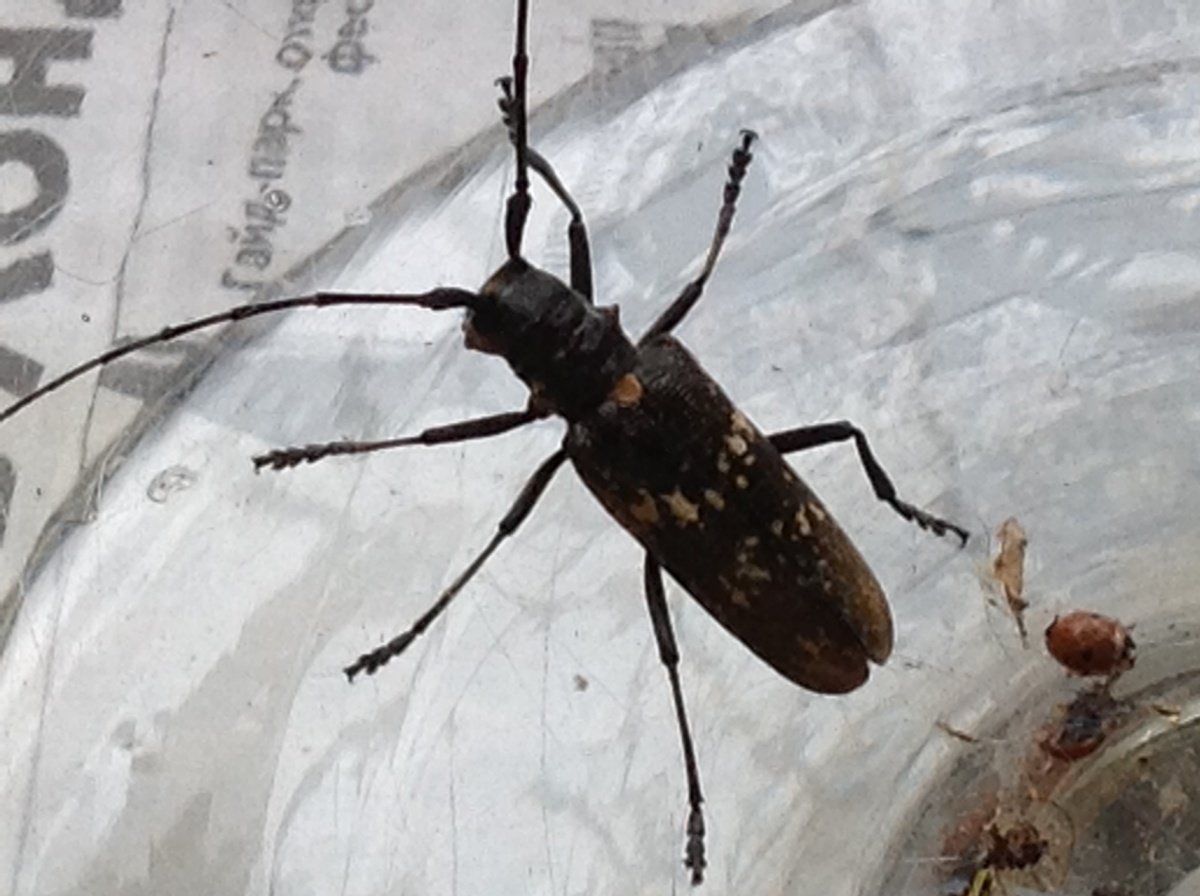 Усач Жук Абхазии