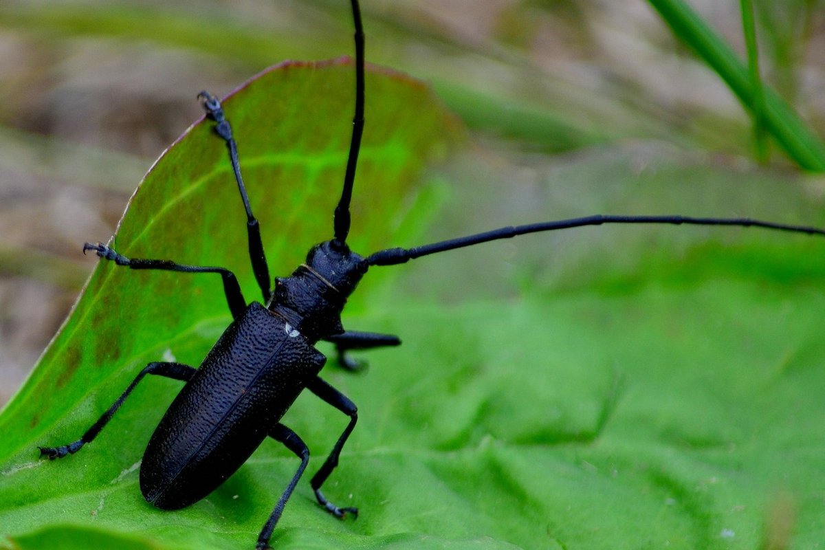 Жук усач еловый