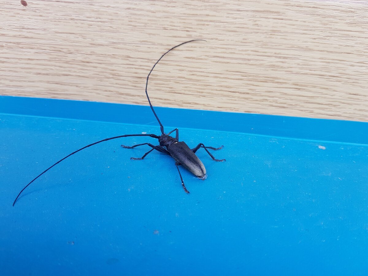 Жук Стригун усач