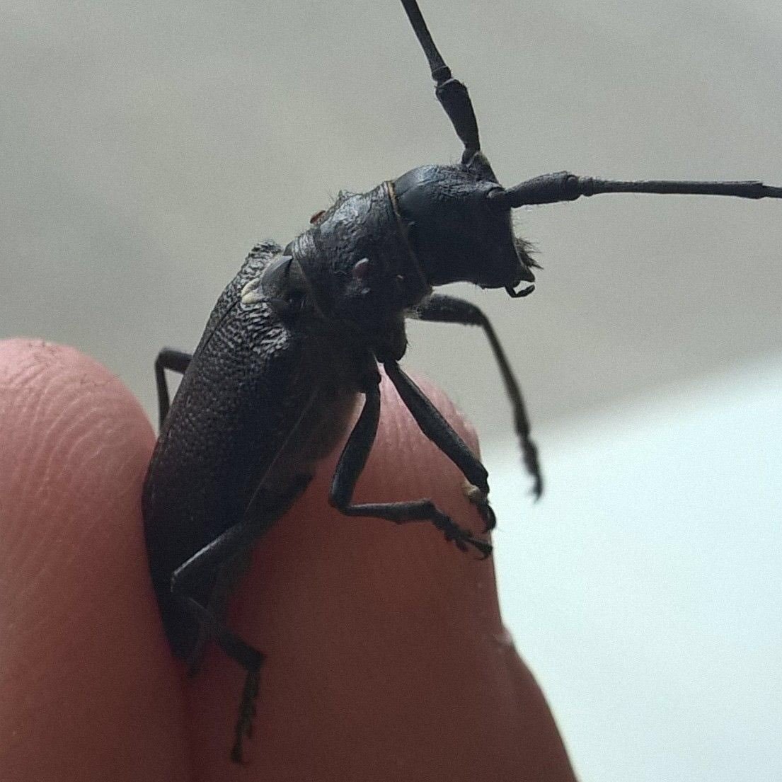 Жук Стригун усач