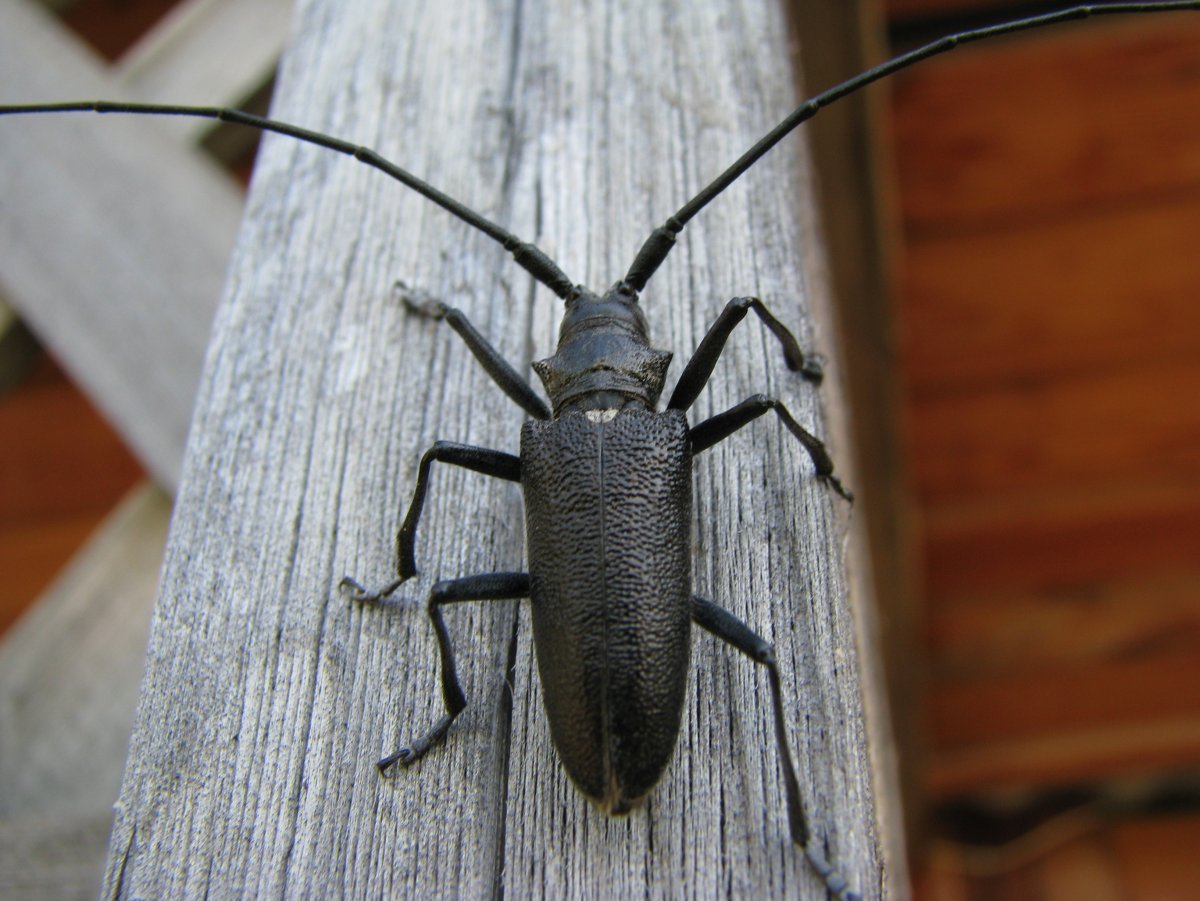 Волосогрызка Жук-Стриж